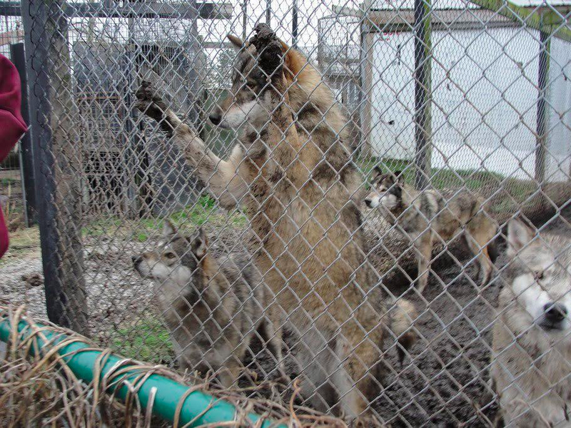 Photo: Big Cat Rescue